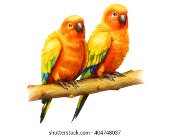 Aratinga Parrot  Drawing (Sun Parakeet)