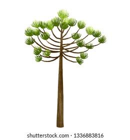 Araucaria Tree Illustration