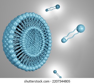 Archaeosomes With Tetraether Lipids For Membrane Layer 3d Rendering