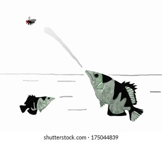 Archer Fish