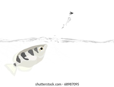 Archer Fish