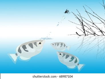 Archer Fish