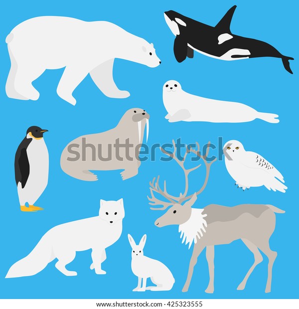 Arctic Animals Collection Flat Minimal Illustrations Stock Illustration ...