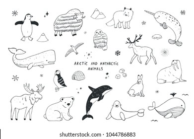 Arctic And Antarctic Polar Doodle Cartoon Animals Illustrations Hand Drawn Set