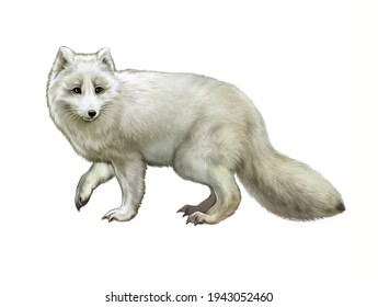 The Arctic Fox (Vulpes Lagopus), Realistic Drawing, Illustration For The Encyclopedia Of Animals Of The Arctic Tundra, Isolated Image On A White Background