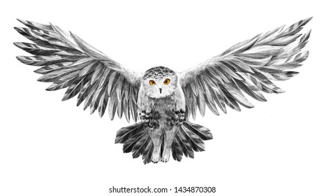 Arctic, snowy white owl with yellow eyed