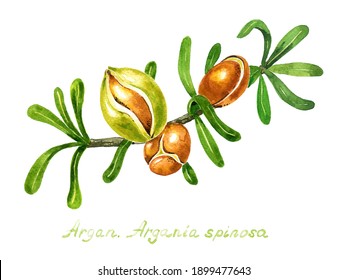 Argan tree branches with Three ripening fruits, green leaves. Moroccan nuts with their shell, almond inside. Argania spinosa seeds for oil. Watercolor Close-up Illustration isolated white background.