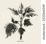 Argentea minor Ivy, a Monograph (1872). Plant nature illustration. Vintage black and white ivy plant tree art drawing illustration, old ivy tree with leaves nature painting art print.