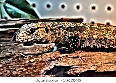 Argentine Black And White Tegus Illustration.