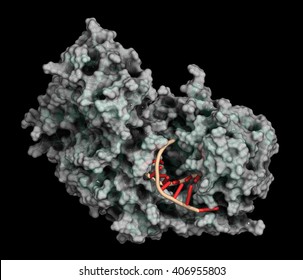 Argonaute-2 (human) Enzyme. Part Of The RISC Complex And Plays Role In RNA Interference (RNAi). 3D Illustration. Protein: Cartoon Representation + Semi-transparent Surfaces. RNA: Ladder Model.