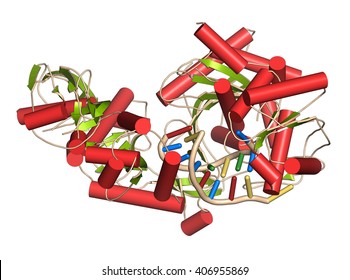 Argonaute-2 (human) Enzyme. Part Of The RISC Complex And Plays Role In RNA Interference (RNAi). 3D Illustration. Cartoon Representation (green Sheets, Red Helices) + RNA Ladder Model.