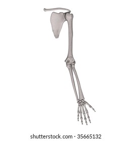 Human Arm Bones Images Stock Photos Vectors Shutterstock