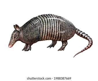 Armadillo Cingulata Dasypodidae Realistic Drawing Illustration