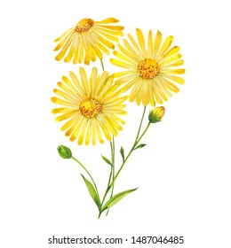 Arnica flowers. Hand drawn watercolor painting. Illustration  on white background
