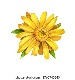 Arnica yellow flower digital art illustration. Blooming flowers and green leaves. Mountain tobacco, leopards bane and wolfsbane, genus Aconitum. Bucculatrix arnicella, Arnica montana herb plant