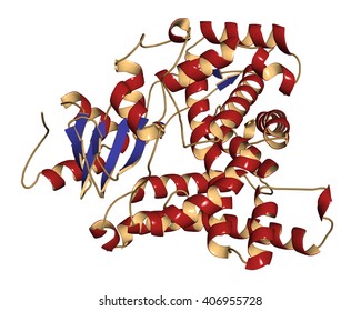 Aromatase (estrogen Synthase) Enzyme. Protein Responsible For The Key Step In The Synthesis Of Estrogens. 3D Illustration. Cartoon Representation With Secondary Structure Coloring.