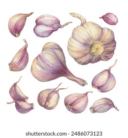 An aromatic culinary herb, the set, cloves of garlic plant bulb (Allium sativum). Watercolor hand drawn painting illustration isolated on a white background.