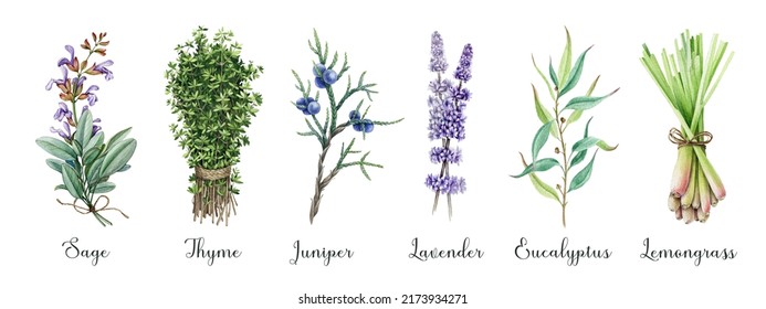 Aromatic Garden Herbs Watercolor Collection. Hand Drawn Fresh Sage, Thyme, Lavender, Juniper, Lemongrass, Eucalyptus Aroma Plants. Garden Herbs With Essential Oils For Treatment, Cosmetics, Food