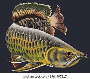 arowana golden red,exotic fish,carnivore,beatiful fish,