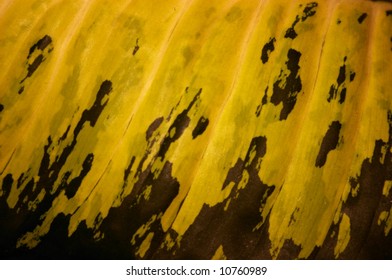 art,
