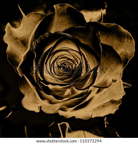 art floral vintage monochrome background with one blurred silk rose in beige, gold, black and brown colors
