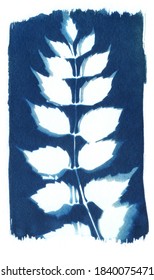 art print, cyanotype, leaves on the paper, Costal or greeting card