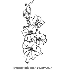 Gladiolus Drawing Images Stock Photos Vectors Shutterstock