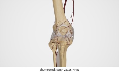 Arterial Anastomosis Knee Joint3d Rendering Stock Illustration ...