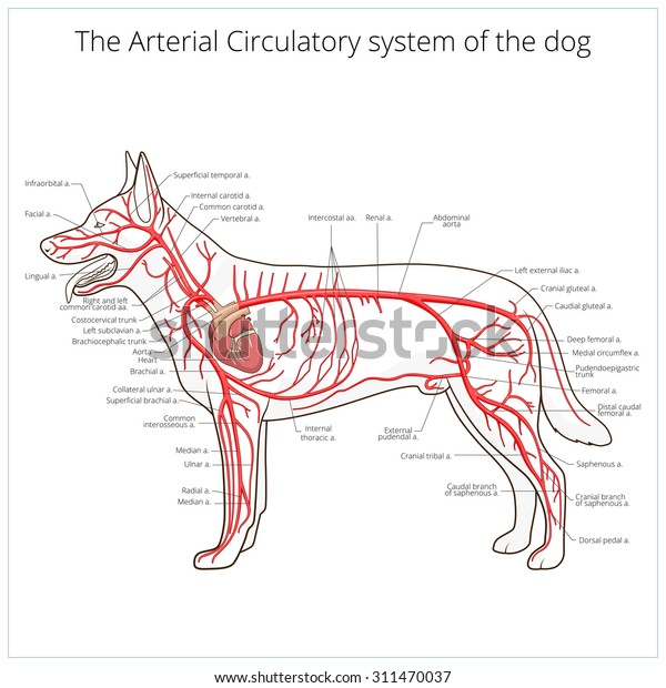 Arterial Circulatory System Dog Raster Version Stock Illustration 311470037