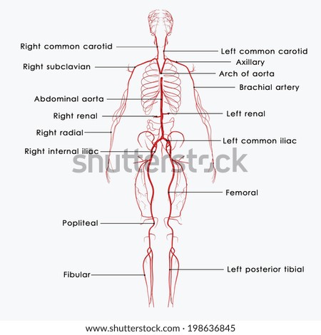 Arteries Labelled Stock Illustration 198636845 - Shutterstock
