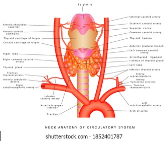 Arteries of the neck. Neck anatomy of circulatory system. Anterior view of the neck region artery. Blood vessels of the neck on white background.