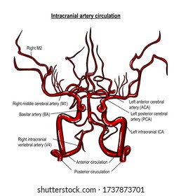 Vertebral artery