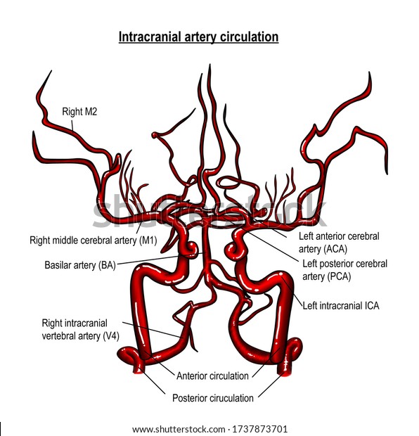 Arteries Supplying Brain Brain Stem They Stock Illustration 1737873701 ...