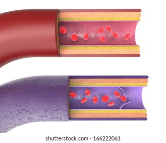 Artery and Vein with Valve