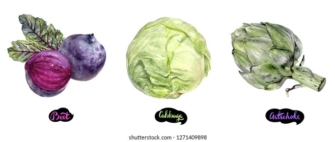 Artichoke, Beetroot, Cabbage Set Watercolor Hand Drawn Illustration.