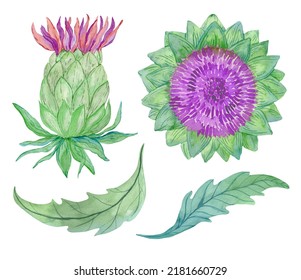 Artichoke Plant Illustration Isolated On White Background. Watercolor Botanical Painting. Sage Green Leaves And Flowers.