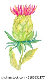 Artichoke Plant Illustration Isolated On White Background. Watercolor Flower Botanical Painting.