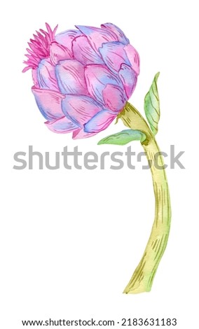 Artichoke plant illustration isolated on white background. Watercolor flower botanical painting.