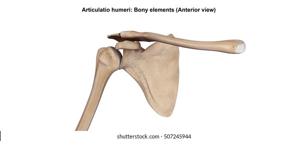 Articulatio humeri Bony elements (Anterior view) 3d illustration