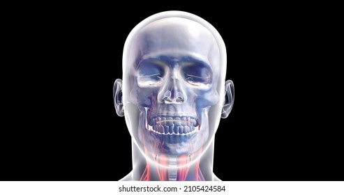 Artificial Intelligence Concept Of Human Head. Electronic Brain. X-ray Visualization Inside Of Skull. 3D Illustration Render.