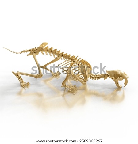 An artistic 3D rendering of a fossilized skeleton of a saber-toothed cat displayed in detail.