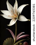 Artistic illustration of the desert lily, white petals with colored stamen on black background.