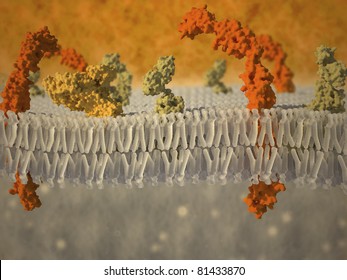Artistic impression of a plasma membrane of a human cell. The plasma membrane is a bilayer composed of phopholipids in which lots of transmembrane and surface proteins reside