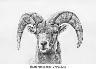 Artistic Intent; Big Horn Sheep Photo With Sketch And Black And White Filter Applied; Full Front Close Up Looking At Photographer