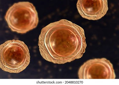 1,583 Ascaris Images, Stock Photos & Vectors | Shutterstock