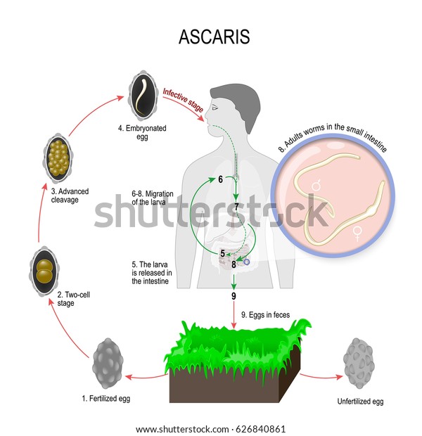 Ascaris Lumbricoides Life Cycle The Arrows Indicate The Direction Of Porn Sex Picture 2294