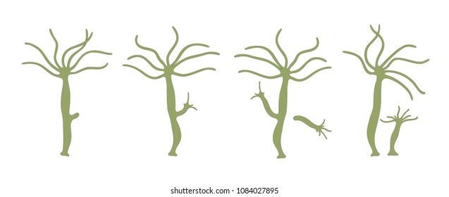 Asexual Reproduction Of Hydra. Illustration