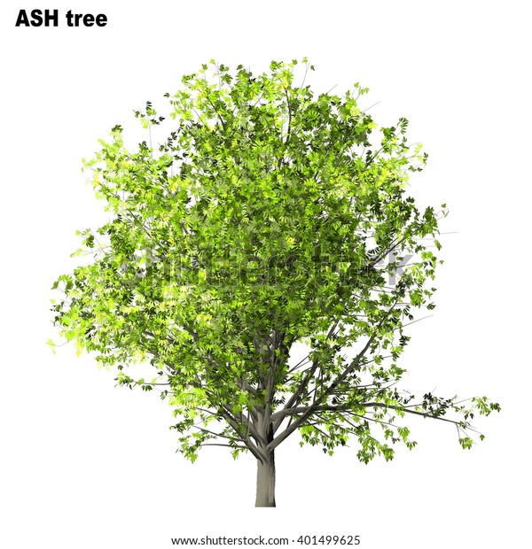 Ash Tree Isolated On White Background Stock Illustration 401499625