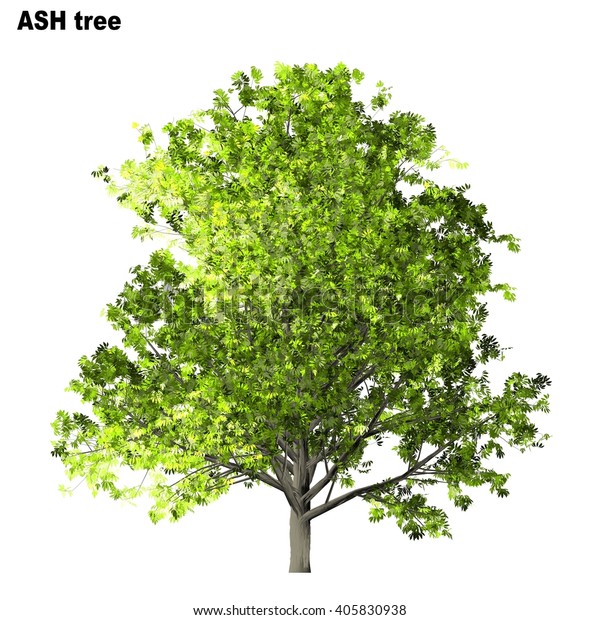 Ash Tree Isolated On White Background Stock Illustration 405830938