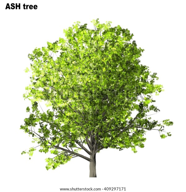 Ash Tree Isolated On White Background Stock Illustration 409297171